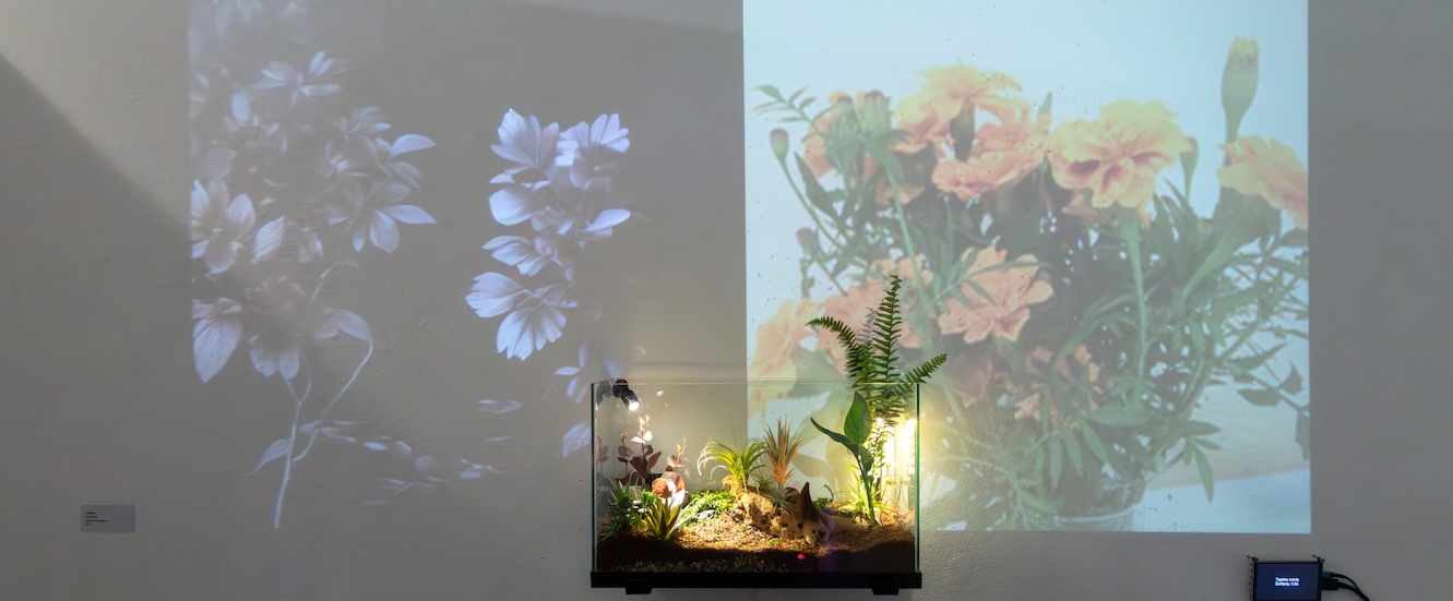 studio projection