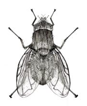 Anniella Pettengill. Flee, 2025. Ink and marker on paper.